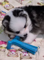 Beech - Toy, a male Pomsky for sale in Spring Hill, FL – 5 of 8