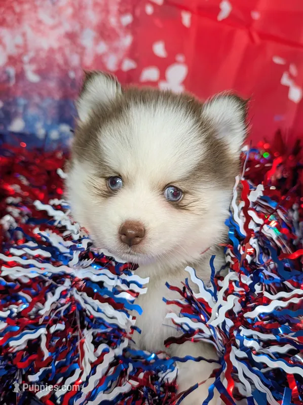 Pixie – Pomsky puppy for sale in Spring Hill, FL