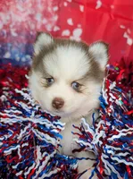 Pixie, a female Pomsky for sale in Spring Hill, FL – 1 of 5