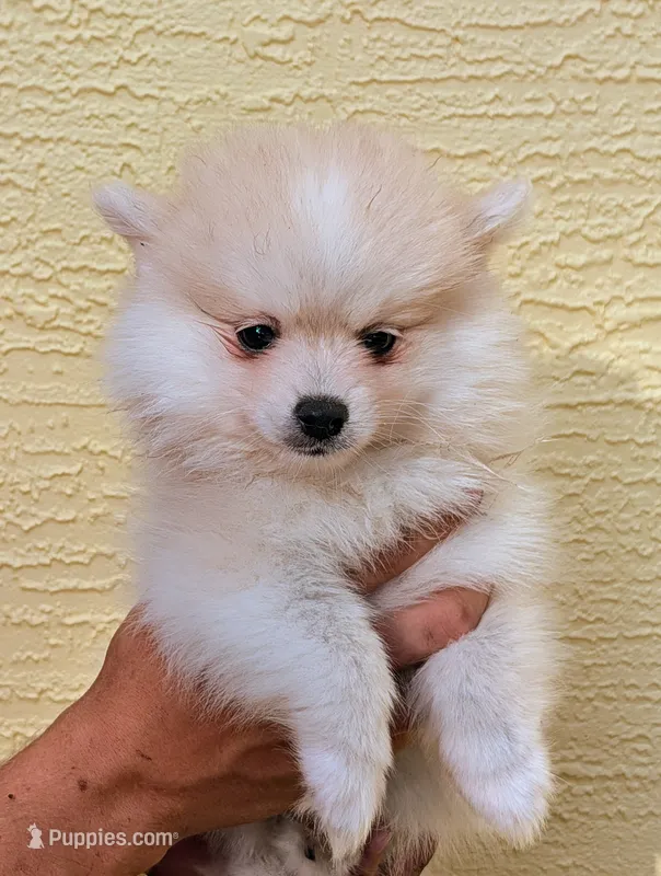 Elsie-micro – American Eskimo, Pomsky puppy for sale in Spring Hill, FL