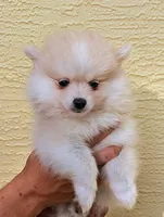 Elsie-micro, a female American Eskimo and Pomsky for sale in Spring Hill, FL – 1 of 10