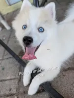 Victor , a male American Eskimo and Pomsky for sale in Spring Hill, FL – 3 of 10