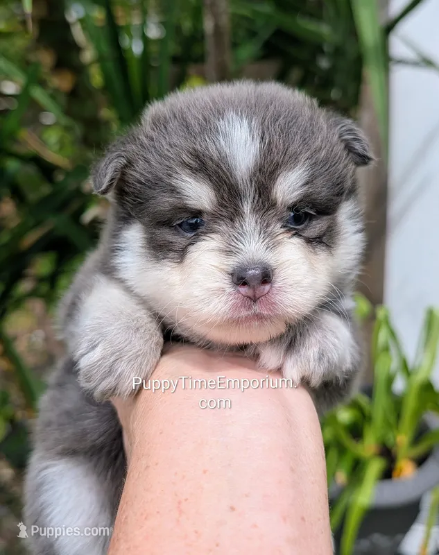 Colby-blue – Pomsky puppy for sale in Spring Hill, FL