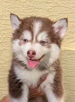 Vernon, a male American Eskimo and Pomsky for sale in Spring Hill, FL – 5 of 10