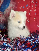 Victor , a male American Eskimo and Pomsky for sale in Spring Hill, FL – 3 of 6