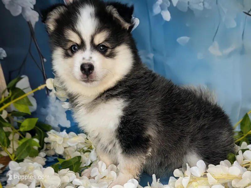 Falcon – American Eskimo, Pomsky puppy for sale in Spring Hill, FL