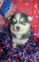 Falcon, a male American Eskimo and Pomsky for sale in Spring Hill, FL – 5 of 5