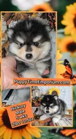 Hickory, a male Pomsky for sale in Spring Hill, FL – 6 of 6