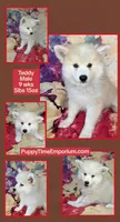 Teddy, a male American Eskimo and Pomsky for sale in Spring Hill, FL – 2 of 10