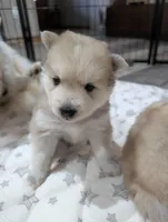 Teddy, a male Pomsky for sale in Spring Hill, FL – Photo 3 of 5