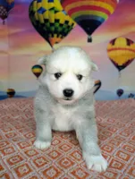 Teddy, a male Pomsky for sale in Spring Hill, FL – Photo 1 of 5