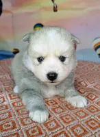 Teddy, a male Pomsky for sale in Spring Hill, FL – Photo 2 of 5