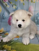 Teddy, a male American Eskimo and Pomsky for sale in Spring Hill, FL – 3 of 10
