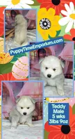Teddy, a male American Eskimo and Pomsky for sale in Spring Hill, FL – Photo 4 of 9