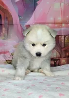 Teddy, a male American Eskimo and Pomsky for sale in Spring Hill, FL – Photo 2 of 9