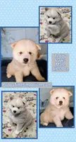 Teddy, a male American Eskimo and Pomsky for sale in Spring Hill, FL – Photo 9 of 9