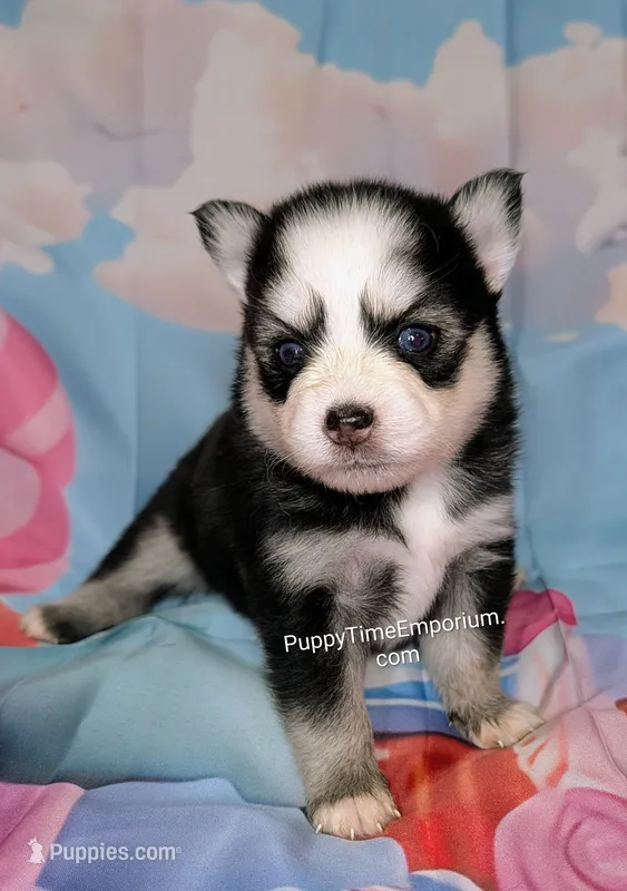 Brie  – Pomsky puppy for sale in Spring Hill, FL