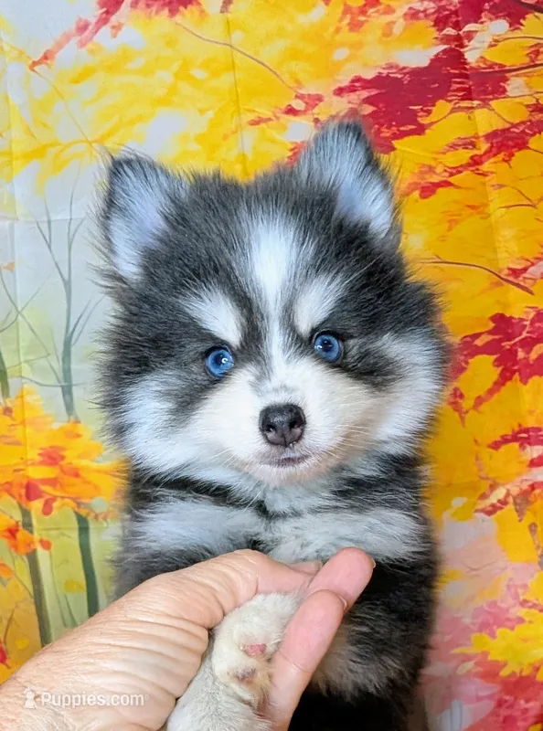 Colby-blue – Pomsky puppy for sale in Spring Hill, FL
