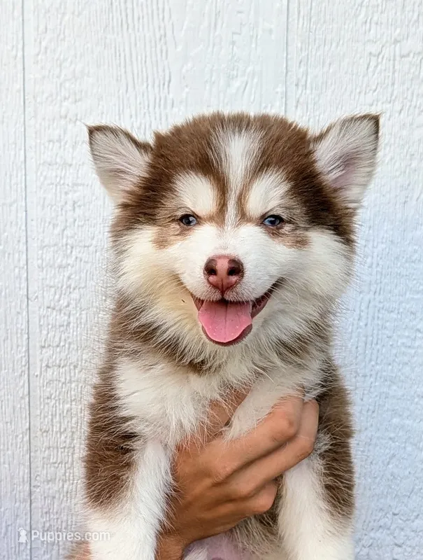 Vernon – American Eskimo, Pomsky puppy for sale in Spring Hill, FL
