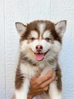 Vernon, a male American Eskimo and Pomsky for sale in Spring Hill, FL – 4 of 10