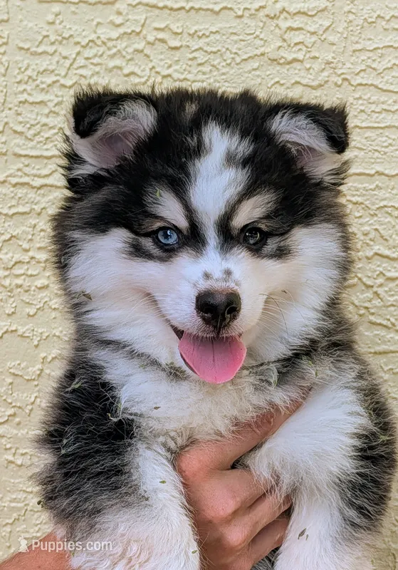 Falcon – American Eskimo, Pomsky puppy for sale in Spring Hill, FL