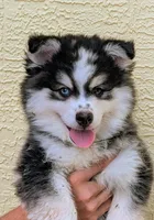 Falcon, a male American Eskimo and Pomsky for sale in Spring Hill, FL – 4 of 10