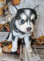 Misty , a female Pomsky for sale in Spring Hill, FL – 2 of 6
