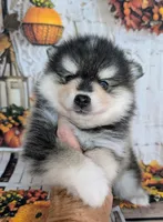 Hickory, a male Pomsky for sale in Spring Hill, FL – 2 of 6