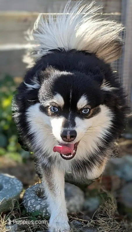 Carter – American Eskimo, Pomsky puppy for sale in Spring Hill, FL