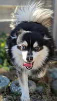 Carter, a male American Eskimo and Pomsky for sale in Spring Hill, FL – 1 of 6