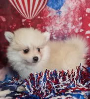 Elsie, a female American Eskimo and Pomsky for sale in Spring Hill, FL – 6 of 8
