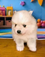 Elsie, a female American Eskimo and Pomsky for sale in Spring Hill, FL – 8 of 8