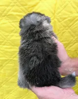 Hickory, a male Pomsky for sale in Spring Hill, FL – 4 of 6
