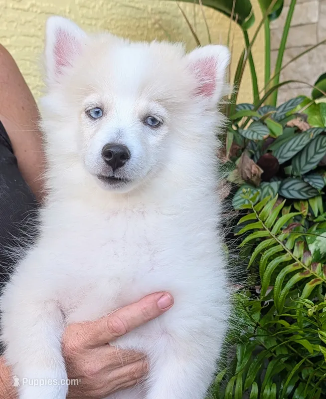 Victor  – American Eskimo, Pomsky puppy for sale in Spring Hill, FL