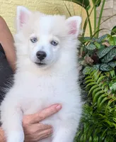 Victor , a male American Eskimo and Pomsky for sale in Spring Hill, FL – 1 of 10