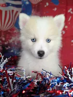 Victor , a male American Eskimo and Pomsky for sale in Spring Hill, FL – 2 of 6
