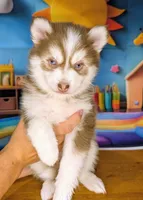 Vernon, a male American Eskimo and Pomsky for sale in Spring Hill, FL – 2 of 7