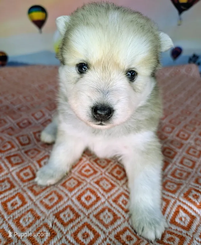 Flowers  – Pomsky puppy for sale in Spring Hill, FL