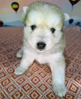 Flowers , a female Pomsky for sale in Spring Hill, FL – Photo 1 of 6