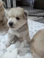 Flowers , a female Pomsky for sale in Spring Hill, FL – Photo 5 of 6