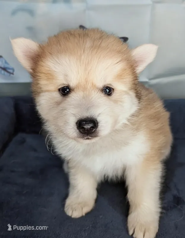 Flowers  – Pomsky puppy for sale in Spring Hill, FL