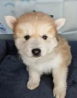 Flowers , a female American Eskimo and Pomsky for sale in Spring Hill, FL – Photo 2 of 9