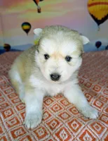 Flowers , a female Pomsky for sale in Spring Hill, FL – Photo 3 of 6