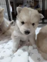 Flowers , a female Pomsky for sale in Spring Hill, FL – Photo 4 of 6