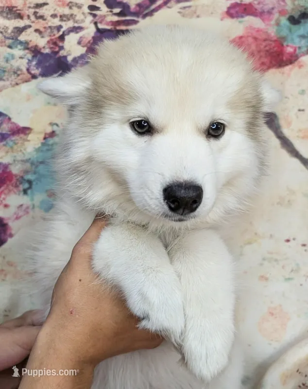 Flowers  – American Eskimo, Pomsky puppy for sale in Spring Hill, FL