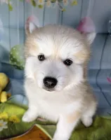 Flowers , a female American Eskimo and Pomsky for sale in Spring Hill, FL – Photo 1 of 9