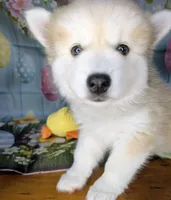 Flowers , a female American Eskimo and Pomsky for sale in Spring Hill, FL – Photo 9 of 9