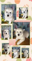 Flowers , a female American Eskimo and Pomsky for sale in Spring Hill, FL – Photo 3 of 9