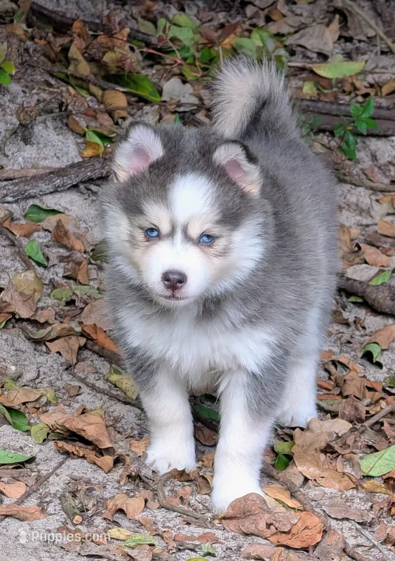 Aura – Pomsky puppy for sale in Spring Hill, FL