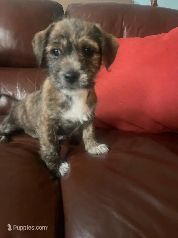 Shihtzu mix, a male Jack Russell Terrier and Shih Tzu for sale in Sanford, FL – Photo 1 of 1